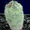 Ortegocactus_madougallii